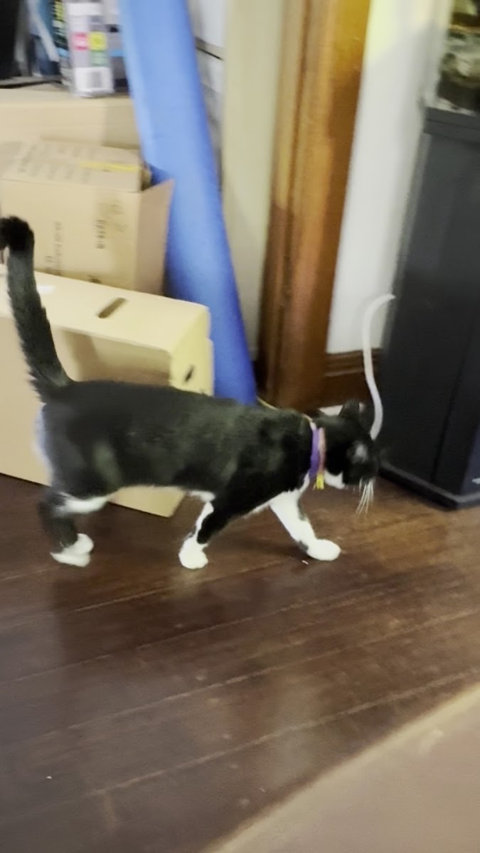 Alpine Ice Cream Pty Ltd